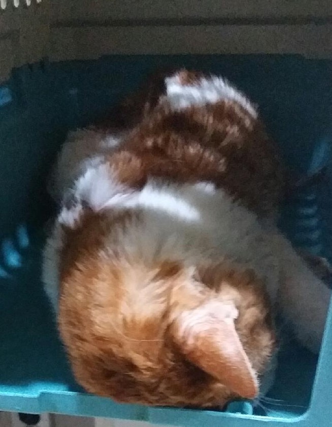 대구유기동물보호협회_427347202400113